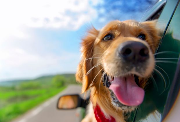 how to keep your dog safe in a road trip